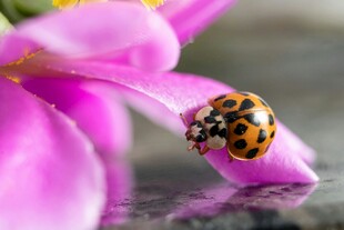 瓢虫栖于粉紫色花瓣上