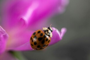 瓢虫停留在紫色花瓣上