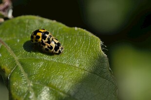 绿叶上的斑点小甲虫