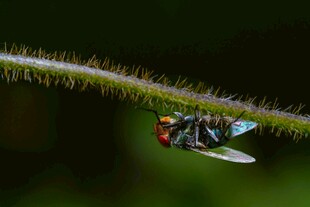 苍蝇