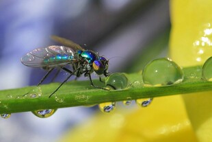 水珠上的炫彩苍蝇