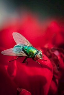 绿蝇停驻红花瓣
