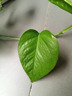 心形叶片