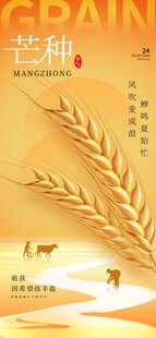 芒种时节麦田景象