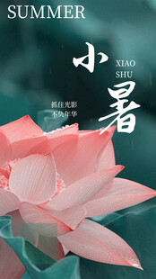 小暑时节绽放的娇艳荷花