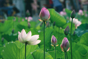 夏日荷塘中荷花