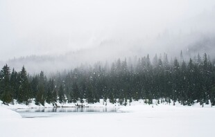 冬日雪景中的静谧森林