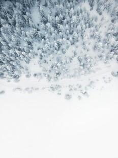 冬日雪景中的茂密树林