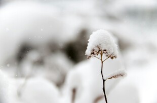 雪覆植物的冬日景致