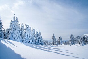 冬日雪景中的银白松林