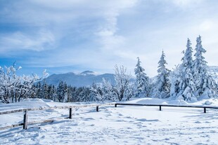 冬日雪景中的静谧森林