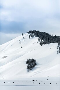 雪山松林美景
