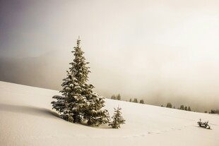 雪野中的孤独圣诞树