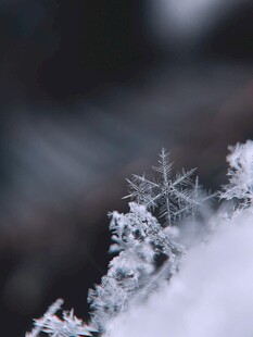 微距下的精致雪花美景