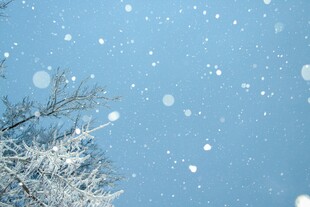 飘雪的冬日树枝景象