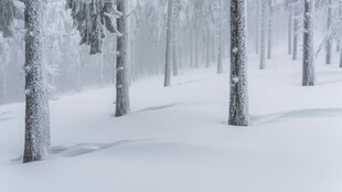 雪覆树林冬日静谧景象