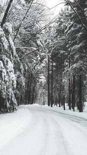 冬日雪林之路