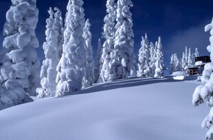 冬日雪林美景