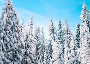 冬日雪覆松林美景