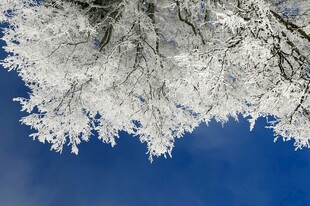 雪覆树枝映蓝天