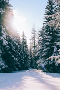 冬日雪覆松林美景