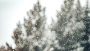 雪覆松树美景