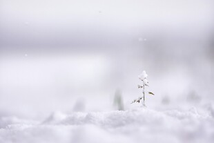 雪地中的孤独小树