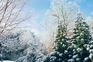 冬日雪景中的银装素裹树木