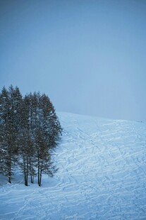 雪野中的几棵树木