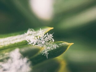 叶片上的精致霜花