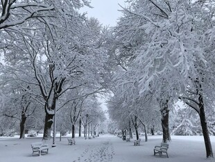 雪覆公园景 静谧冬日情