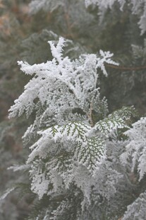 枝头覆霜的翠绿植物
