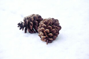 雪地上的两颗松果