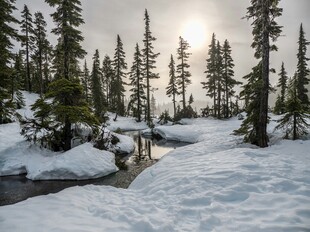 冬日雪林溪流美景