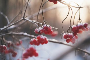 冬日枝头红果覆雪美景