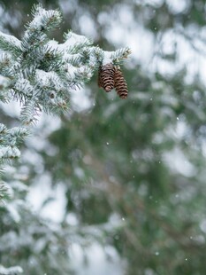 雪覆松枝上的小松果