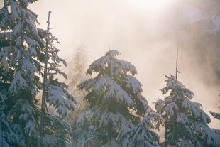 冬日雪覆松林晨光美景