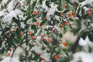 雪覆枝头果