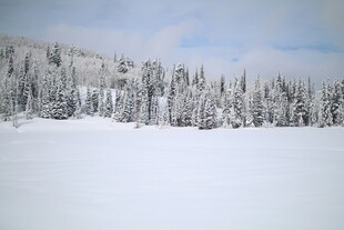 冬日雪景中的静谧森林