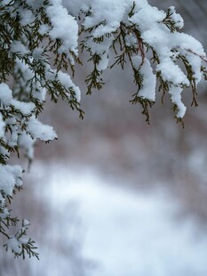 枝头覆雪的冬日景致