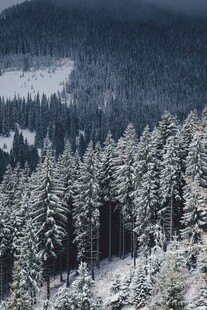冬日雪覆森林美景