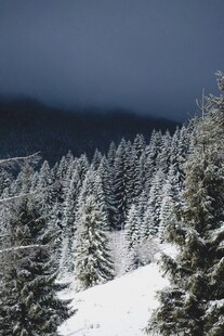 雪覆山林的静谧冬日景象