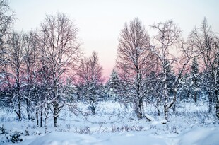 冬日雪林的梦幻暮色
