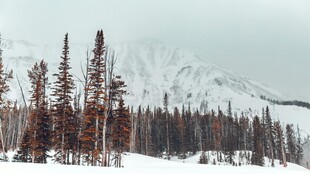雪覆山林间的壮美景色
