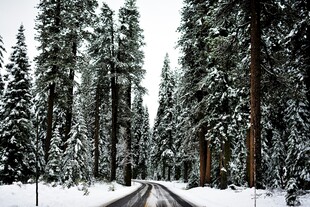 雪覆森林中的蜿蜒道路
