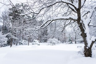 冬日雪景中的静谧树林