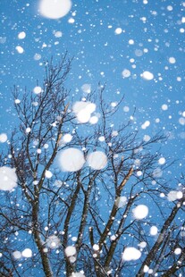 飘雪的树枝