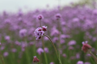 马鞭草