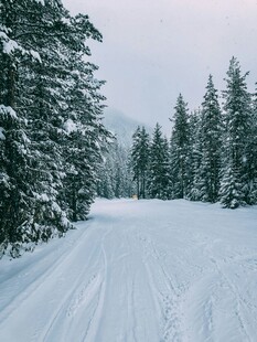 冬日雪林滑雪道美景