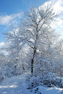 冬日雪景中的银白树木